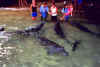 tangalooma dolphins.jpg (27456 bytes)