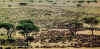 serengeti.jpg (102596 bytes)